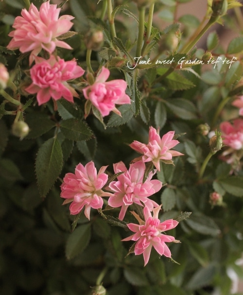 とっても小さなお花 Br 極小輪ミニバラ Br 最新品種 こんぺいとう すべての商品 Junk Sweet Garden Tef Tef