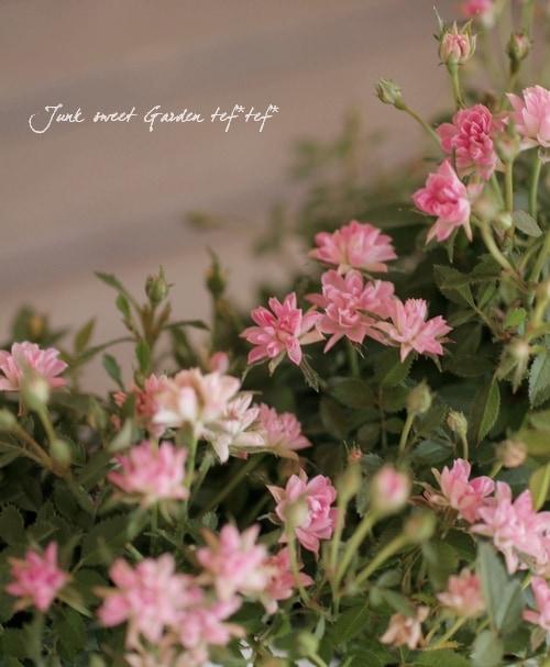 とっても小さなお花 Br 極小輪ミニバラ Br 最新品種 こんぺいとう すべての商品 Junk Sweet Garden Tef Tef