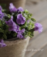 �Ƥ˶������ȥ�˥�<BR>�����꡼�ʡإ֥롼��С���<BR>5�����