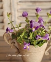 �Ƥ˶����ȥ�˥���<BR>�ࡼ�󥷥꡼��<BR>�إѡ��ץ�ࡼ���