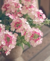 <i>Verbena spp. </i><BR><BR>���ܷϥС��٥ʡ���ʥ�<BR>�إĥ���������