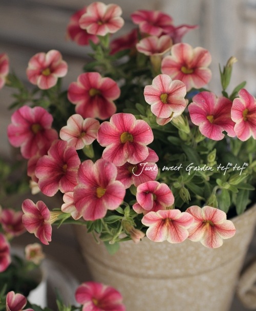 コロンビア　ピンクレムリアン　ドゥルージークリノコア　ゴールデン　トリコロール Vittoria（ヴィットリア）Bicycle Tires コルサプロ・限定ジロピンク