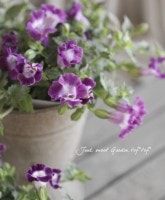 �Ƥ˶����ȥ�˥���<BR>�礤�������� ����ꥹ<BR>�إ������ƥ����֥롼��