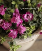 �Ƥ˶����ȥ�˥���<BR>�礤�������� ����ꥹ<BR>�إѡ��ץ��