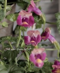 �ȥ�˥����ࡼ�󥷥꡼�����إޥ����󥿥ࡼ���