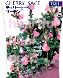 チェリーセージ ライトサーモン 挿し穂4本 チェリーセージ：ライトサーモンピンク3号ポット 4株セット の
