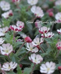 ���른���󥹥������إʥ��ȥե��å����١إࡼ��饤�ȡ��ե쥰��󥹡�