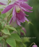 ����ԥʡ����ȥ饲�ͷ�<BR>����ޥ����إ��󥹥��󥹡�<BR>5���ץ�ȭ