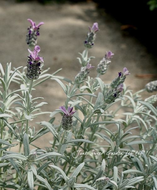 お求めやすく価格改定 激レア プラチナラベンダー シルバーアヌーク 挿し穂5本セット おまけ Shubhamholidayhomes Com