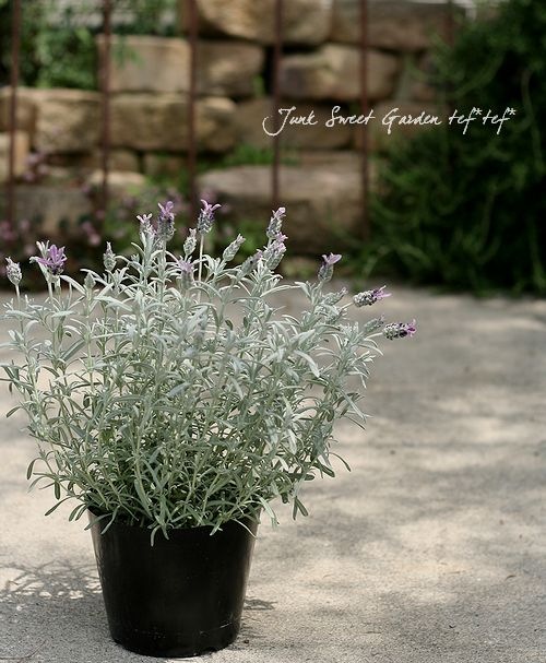 お求めやすく価格改定 激レア プラチナラベンダー シルバーアヌーク 挿し穂5本セット おまけ Shubhamholidayhomes Com