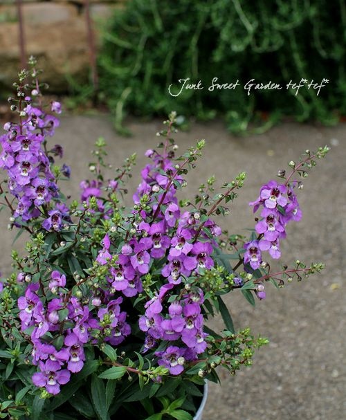 鉢花*アンゲロニア<BR>『パープル』 | すべての商品 | | Junk sweet