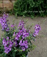 ȭ��*���󥲥��˥�<BR>�إѡ��ץ��