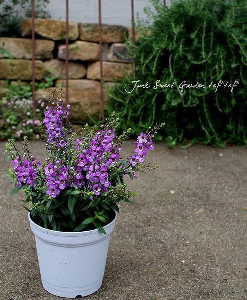 鉢花*アンゲロニア<BR>『パープル』 | すべての商品 | | Junk sweet