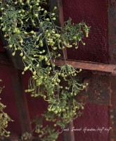 �ե����ƥ꡼��<BR>����ޥ���<BR>�إԥ������ٻ���ʤ�