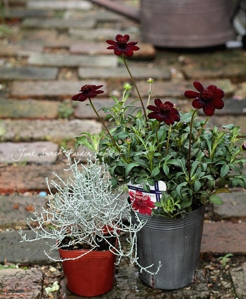 チョコレートコスモス Br チョカモカ Br 3 5寸ロングポット Flower Species チョコレートコスモス Junk Sweet Garden Tef Tef