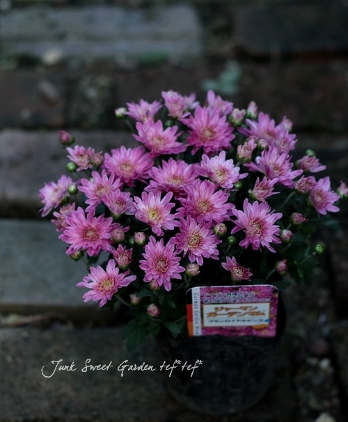 ドイリー1234❤️ロマンティック花園ドイリー✨大判45㎝ ドイリー1234❤️ロマンティック花園ドイリー✨大判45㎝