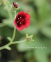 <i>Potentilla</i><BR><BR>ܤİ<BR>ݥƥƥ<BR>إʡ٥٥åȡ