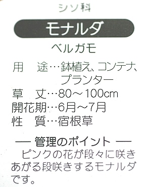 金賞受賞品種 Br モナルダ ベルガモ すべての商品 Junk Sweet Garden Tef Tef