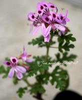 Junk sweet Garden tef*tef* | 商品一覧