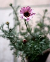 ���ա����ܤ��İ�����<BR>�������󥻥ޥ�<BR>�إޥ�����