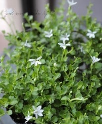 �����ܥ������ץ�ƥ��� �إ��󥰥顼����