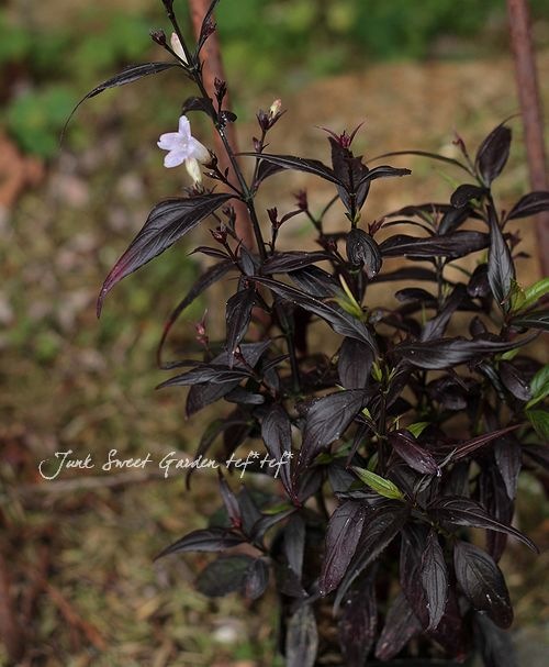 ストロビランテス Br アニソフィルス すべての商品 Junk Sweet Garden Tef Tef