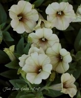 <i>Petunia x hybrida</i><BR><BR>ī�ҥ��ޥ󡦥ڥ���˥�<BR>�إ����ѥ��