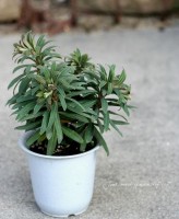 桼եӥޥ<BR>ʥޥƥˡ<BR>ա