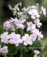 <i>Purimura malacoides<BR>��mellow shower��</i><BR><BR>��ױ�ݥ��ꥸ�ʥ��ʼ�<BR>�դäѤ������ι���<BR>Ȭ�ź餭�ץ��顦�ޥ饳���ǥ�<BR>�إ����������