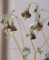 ���Υ����ޥ����إ��祳�졼�ȥ��른�㡼�� 