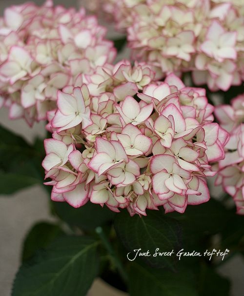 秋色品種 あじさい Br 未来 Br 5号鉢 すべての商品 Junk Sweet Garden Tef Tef