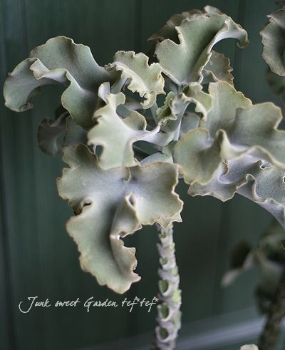 カランコエ Br 仙女の舞 Flower Species Junk Sweet Garden Tef Tef カランコエ Br 仙女の舞 Flower Species Junk Sweet Garden Tef Tef