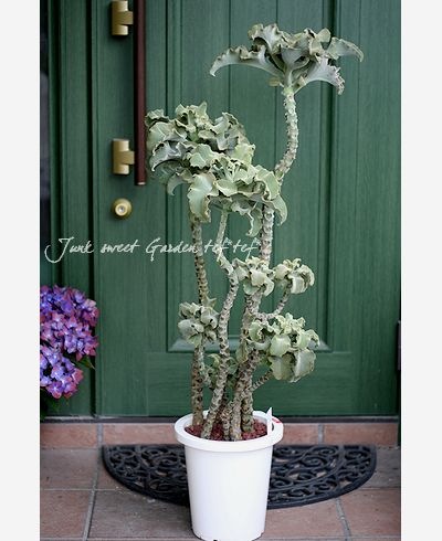 カランコエ　仙女の舞 超大型　105cm位 カランコエ・仙女の舞 - Collection : コレクション - NEO GREEN