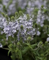 ���꡼�ԥ󥰥٥��˥�<BR>�إץ����ȥ顼����<BR>��������ݥå���