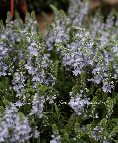 ２５♦S様フォロー割お値段です♦シロダーラ ポット 約１．５㍑ ♦ T様フォロー割お値段です＊31♢シロダーラポット 約1．5㍑ ♢ 楽天