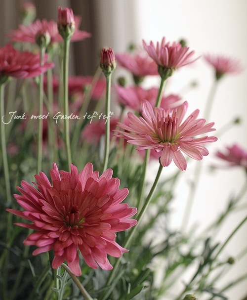 Argyranthemum frutescens<BR><BR>マーガレット・サマーソング<BR