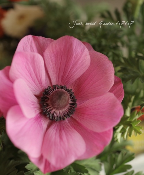 アネモネ Br パンドラ シングル咲き Br 植えっぱなしok すべての商品 Junk Sweet Garden Tef Tef