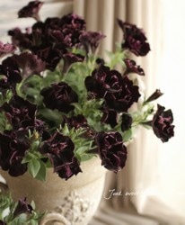 ڲ˧ꥸʥ Ȭź餭ڥ˥ꥨåȡإ֥å