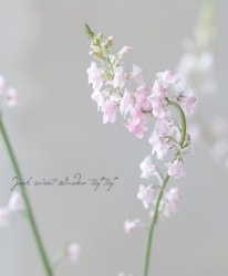 �ɺ���ʥꥢ��ɱ����𡡡إץ�ץ쥢���ԥ󥯡�