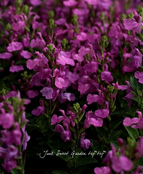 チェリーセージ　パープル \"ヴァイオリン・ミュージック\" ⑤抜き苗 チェリーセージ パープル ヴァイオリン・ミュージック ⑤抜き苗