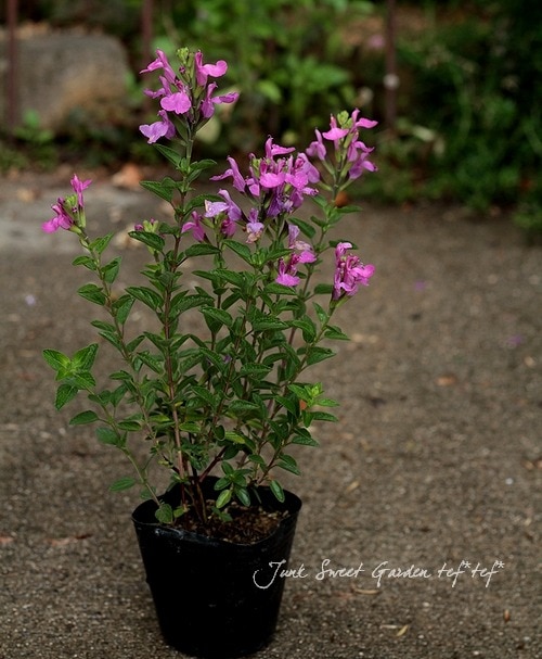 チェリーパイ 220SUS ブラックトビウオ/ピンクヘッド G492 楽天市場】トキワマンサク 【紅姫】 5号ポット大苗 【ハナヒロバリュー