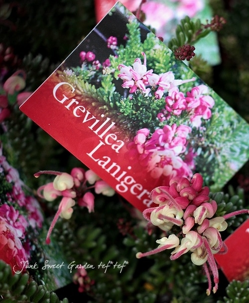 グレビレア 『ラニゲラ』 | すべての商品 | | Junk sweet Garden tef*tef*