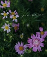 �ʼ�̤̾��<BR>�����⥹<BR>�ذ�š�Ȭ�ź餭��3.5��