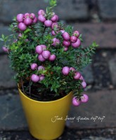 ¤ڤࡪ<BR>إڥͥåƥ<BR>ڡ