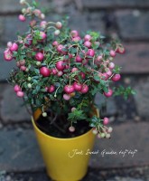 ¤ڤࡪ<BR>إڥͥåƥ<BR>ڡ֡