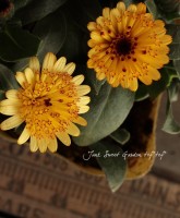 Flower Species,カレンデュラ | Junk sweet Garden tef*tef*