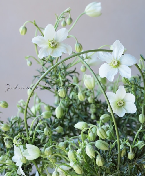 常緑クレマチス カートマニージョー すべての商品 Junk Sweet Garden Tef Tef