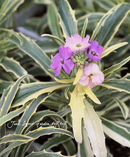 I Erysimum I Br Br 斑入りチェイランサス Br ウォールフラワー Br コッツウォールドゼム すべての商品 Junk Sweet Garden Tef Tef