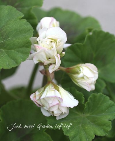 花 八重咲き風鈴オダマキ2色かさね - 山野草・高山植物の通信販売店