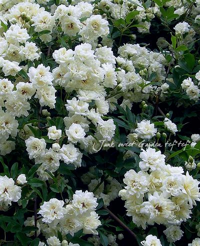 トゲのない Br 白モッコウバラ Br 3 5寸 Flower Species バラ苗 Junk Sweet Garden Tef Tef